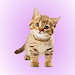 Cat Soundboard APK