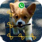 AppLock Live Theme - Corgi simgesi